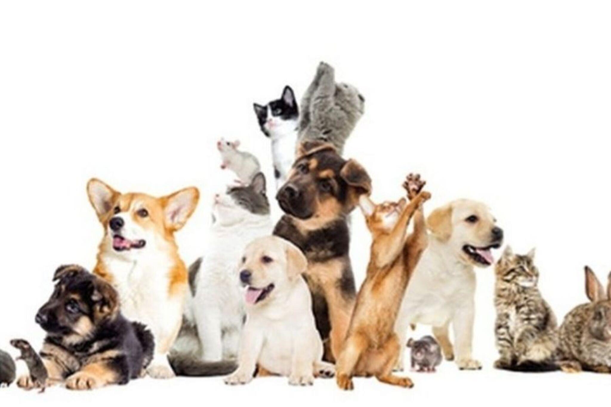 Challenge Image
