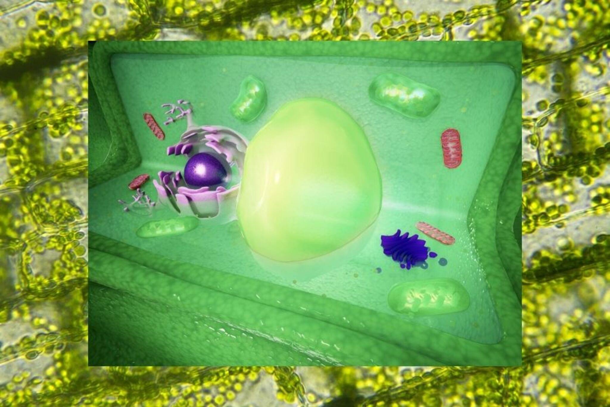 Challenge Image