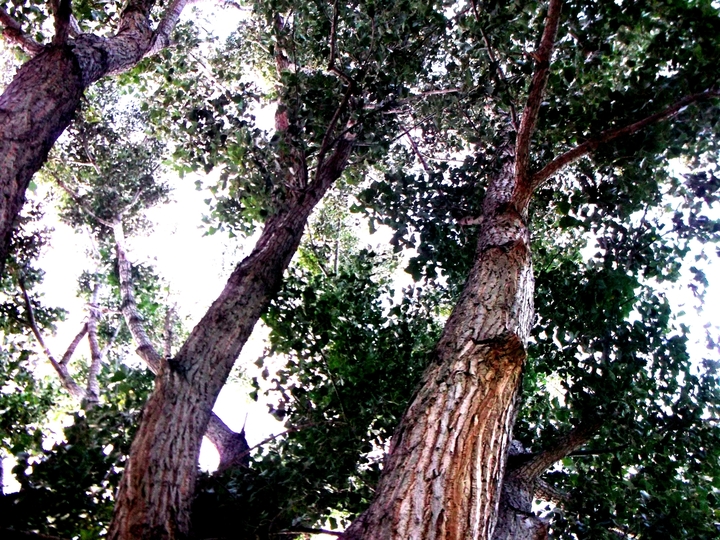 Challenge Image